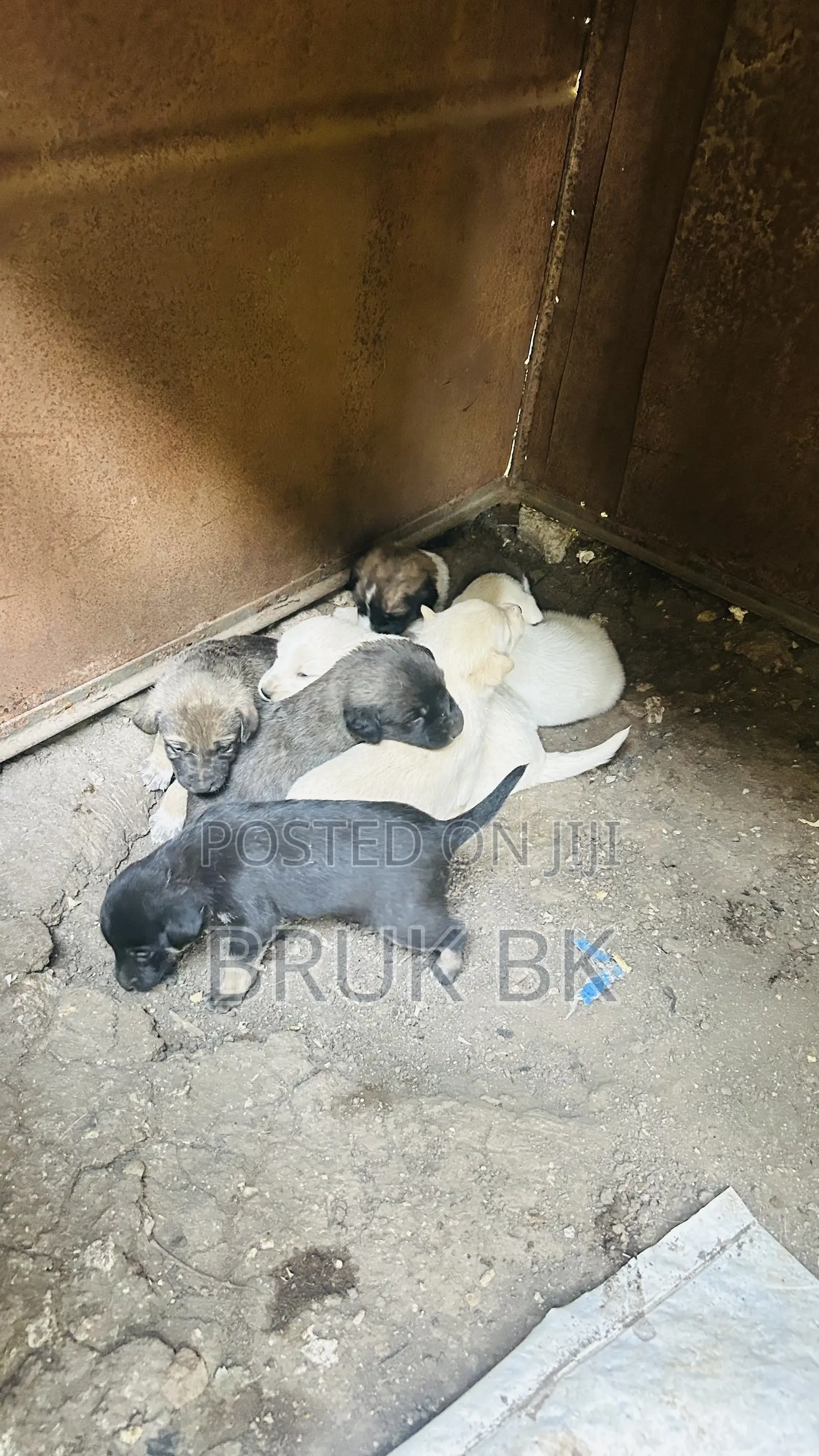 0-1 month Male Mixed Breed German Shepherd