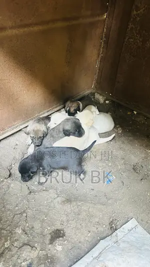 0-1 month Male Mixed Breed German Shepherd