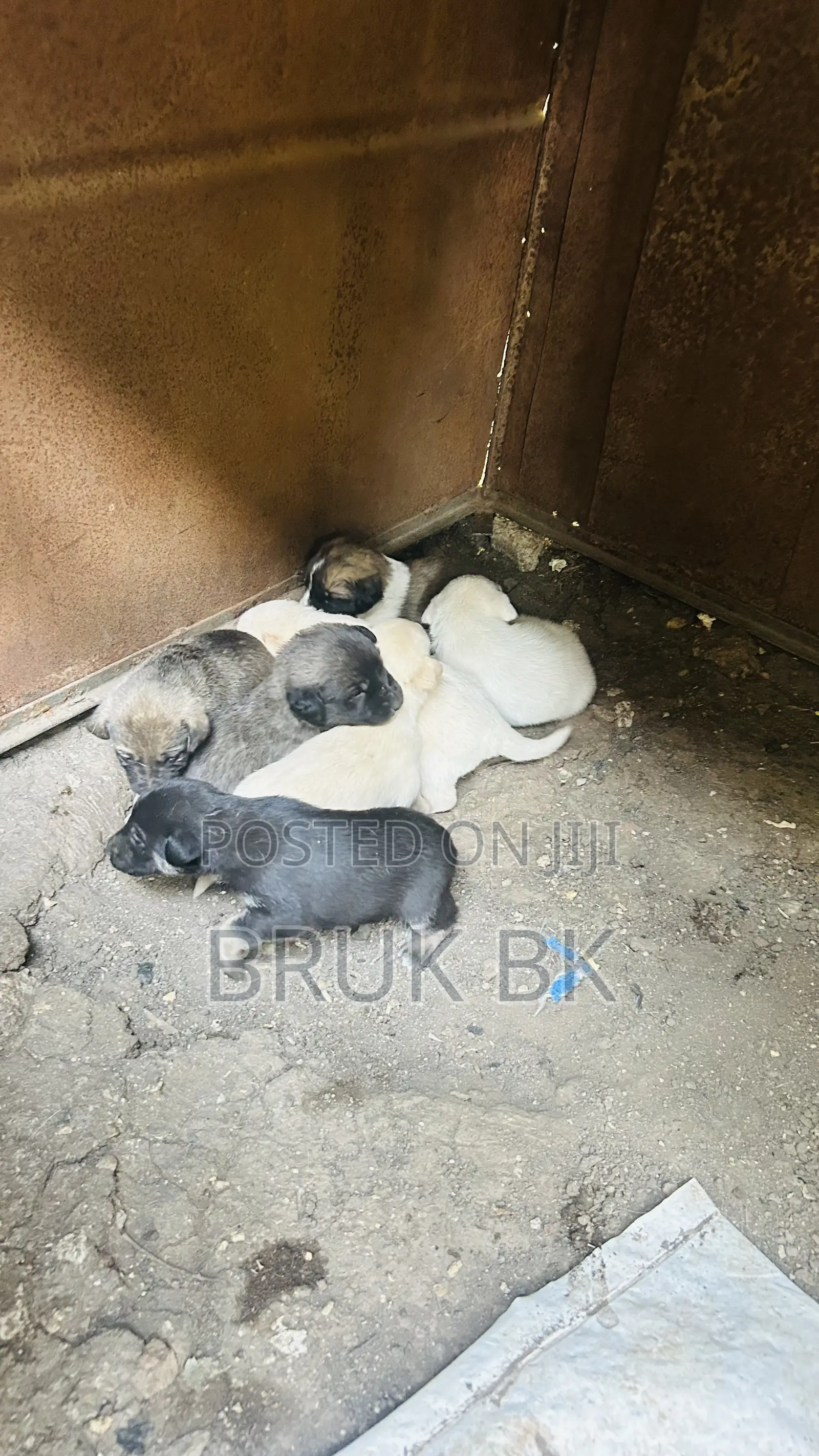 0-1 month Male Mixed Breed German Shepherd