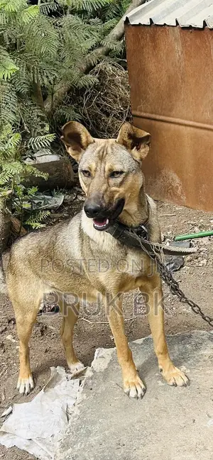0-1 month Male Mixed Breed German Shepherd