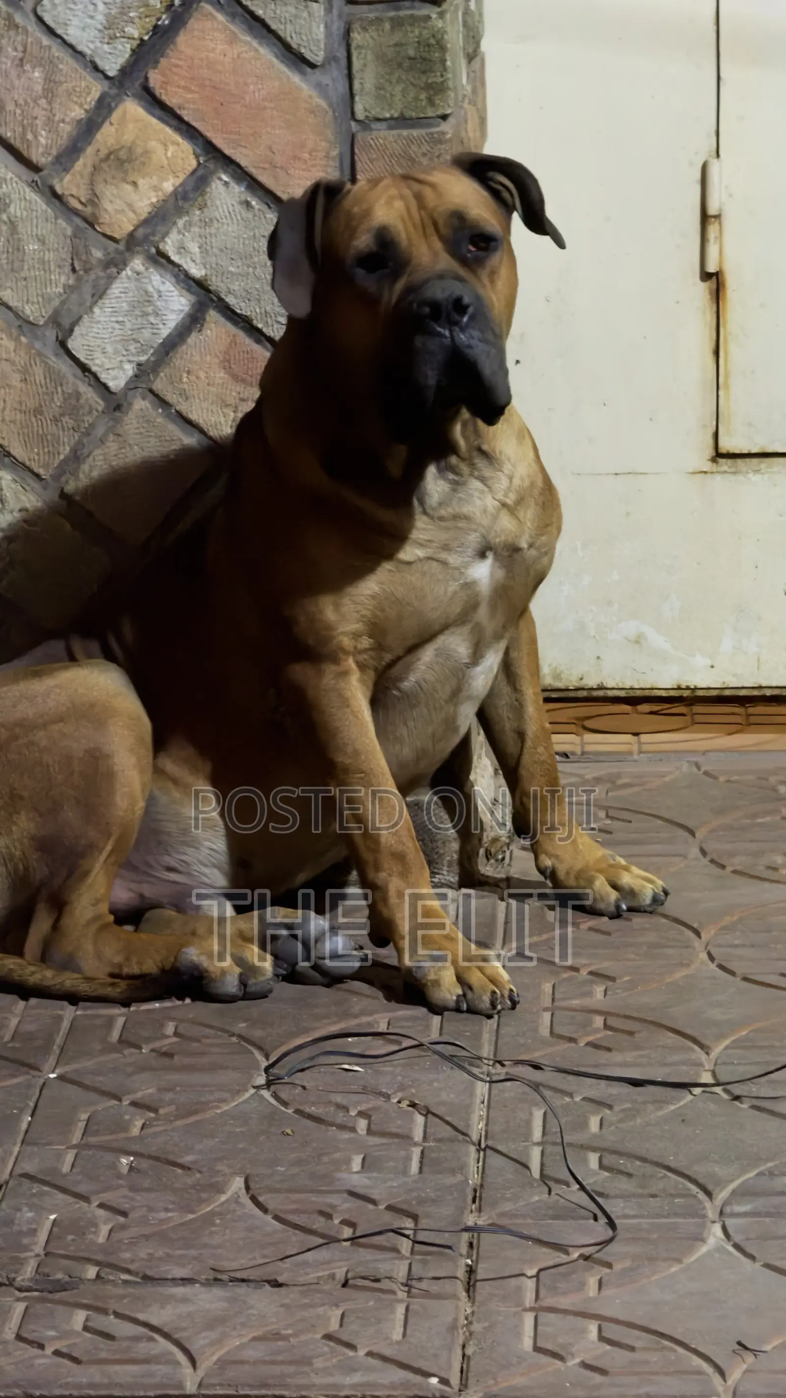 1-3 months Male Purebred Boerboel