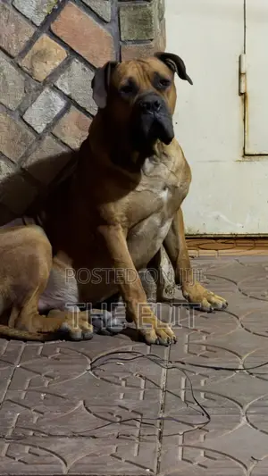1-3 months Male Purebred Boerboel