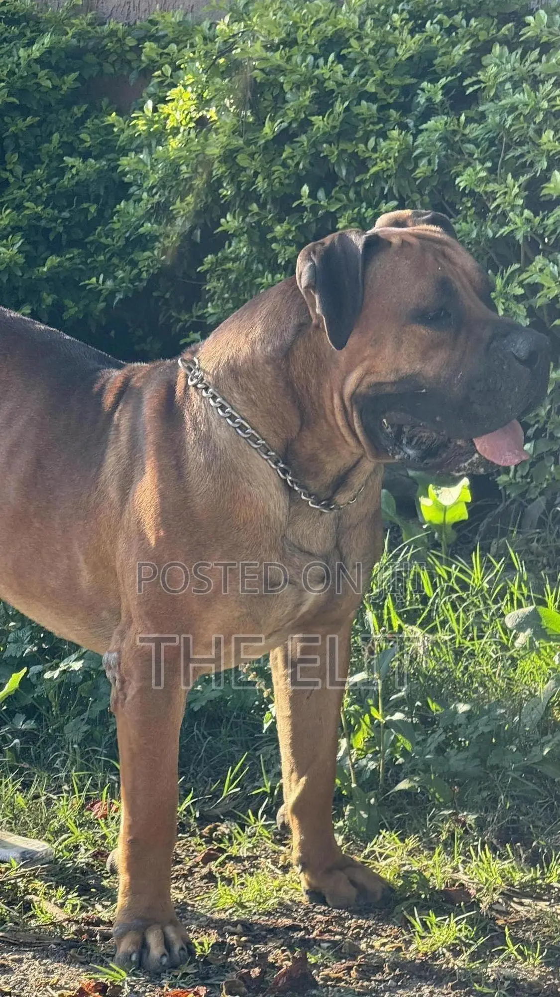 1-3 months Male Purebred Boerboel