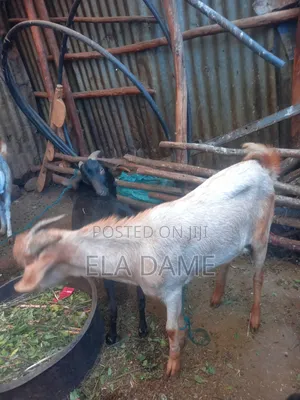 1ፍየሎች ለሽያጭ