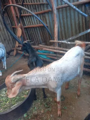 1ፍየሎች ለሽያጭ