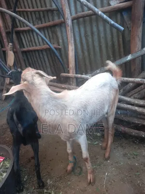 1ፍየሎች ለሽያጭ