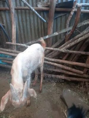 1ፍየሎች ለሽያጭ