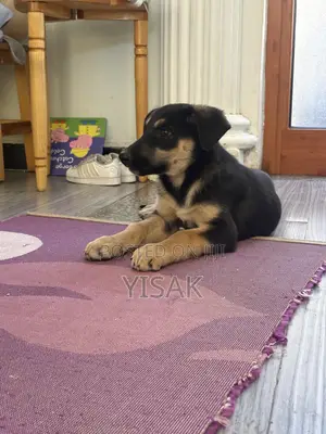 1-3 months Female Purebred German Shepherd