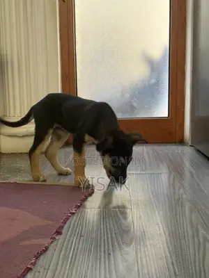 1-3 months Female Purebred German Shepherd