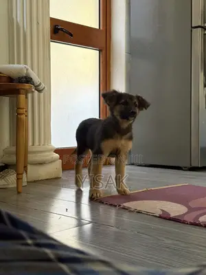 1-3 months Female Purebred German Shepherd