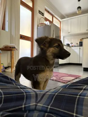 1-3 months Female Purebred German Shepherd