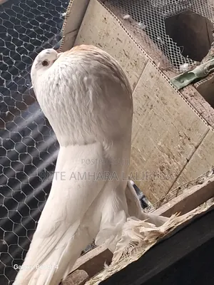 በጣም አሪፍ ፖተሮች