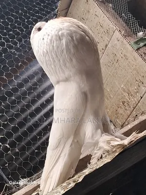 በጣም አሪፍ ፖተሮች