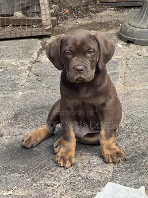 1-3 months Male Purebred Bullmastiff