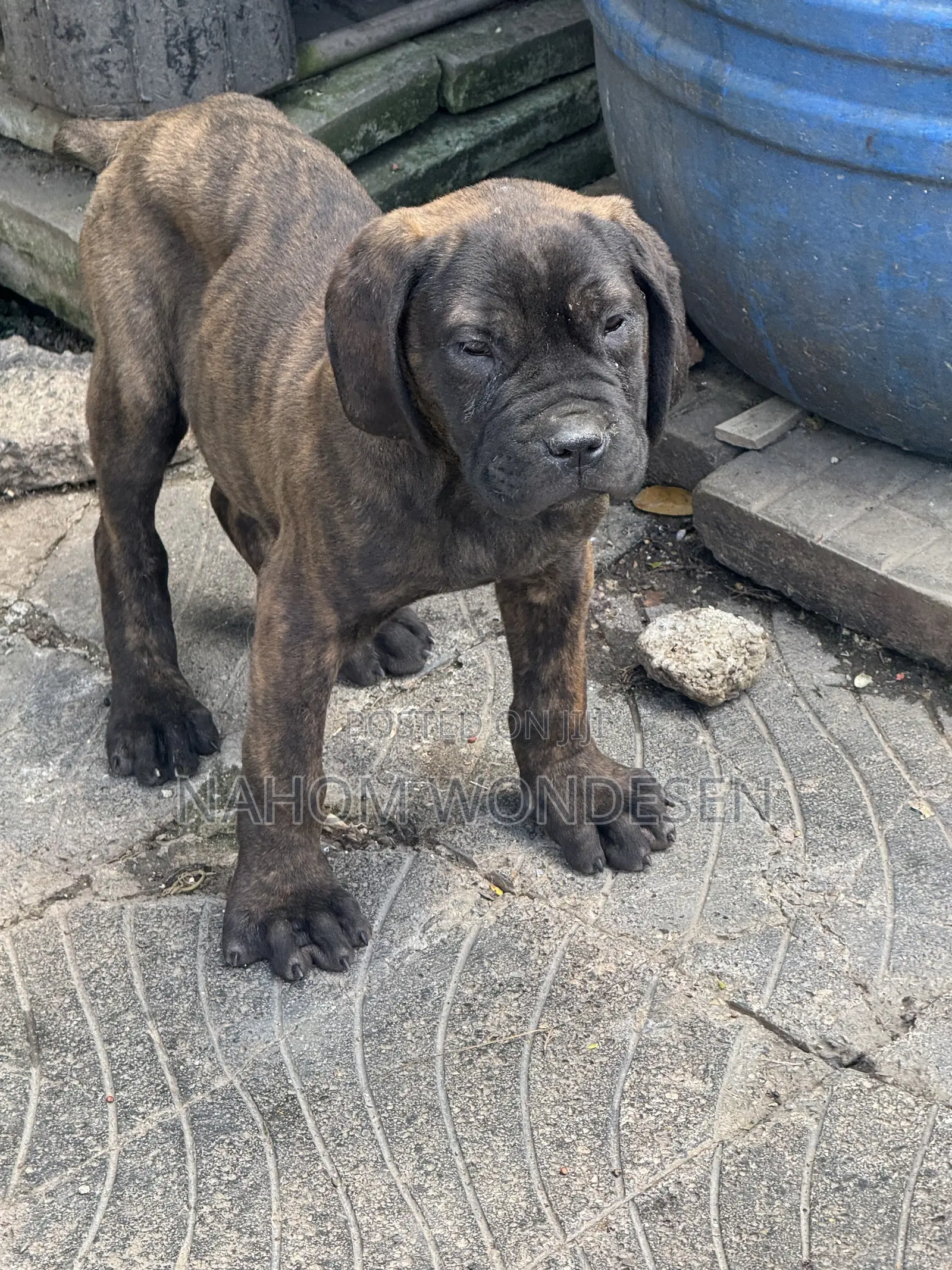 1-3 months Male Purebred Bullmastiff