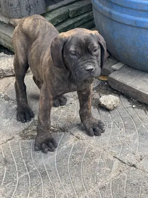 1-3 months Male Purebred Bullmastiff