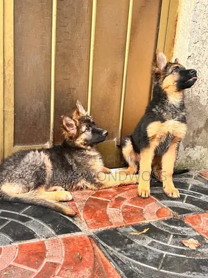 1-3 months Female Purebred German Shepherd
