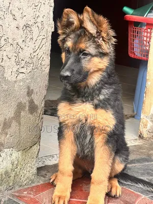 1-3 months Female Purebred German Shepherd