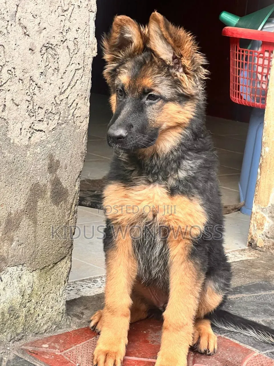 1-3 months Female Purebred German Shepherd