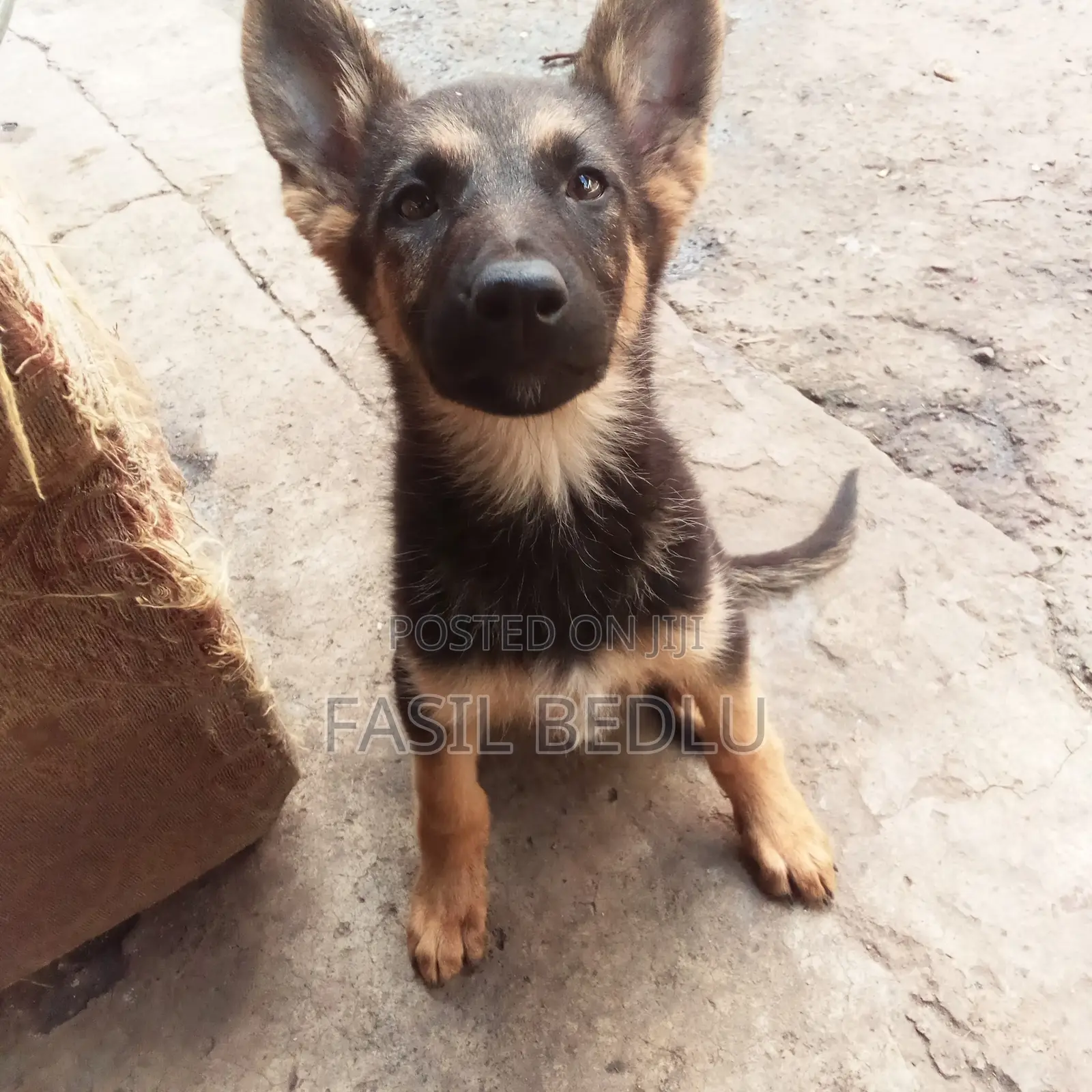 1-3 months Female Purebred German Shepherd