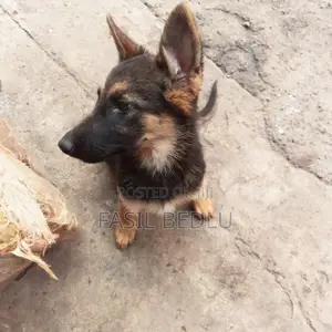 1-3 months Female Purebred German Shepherd