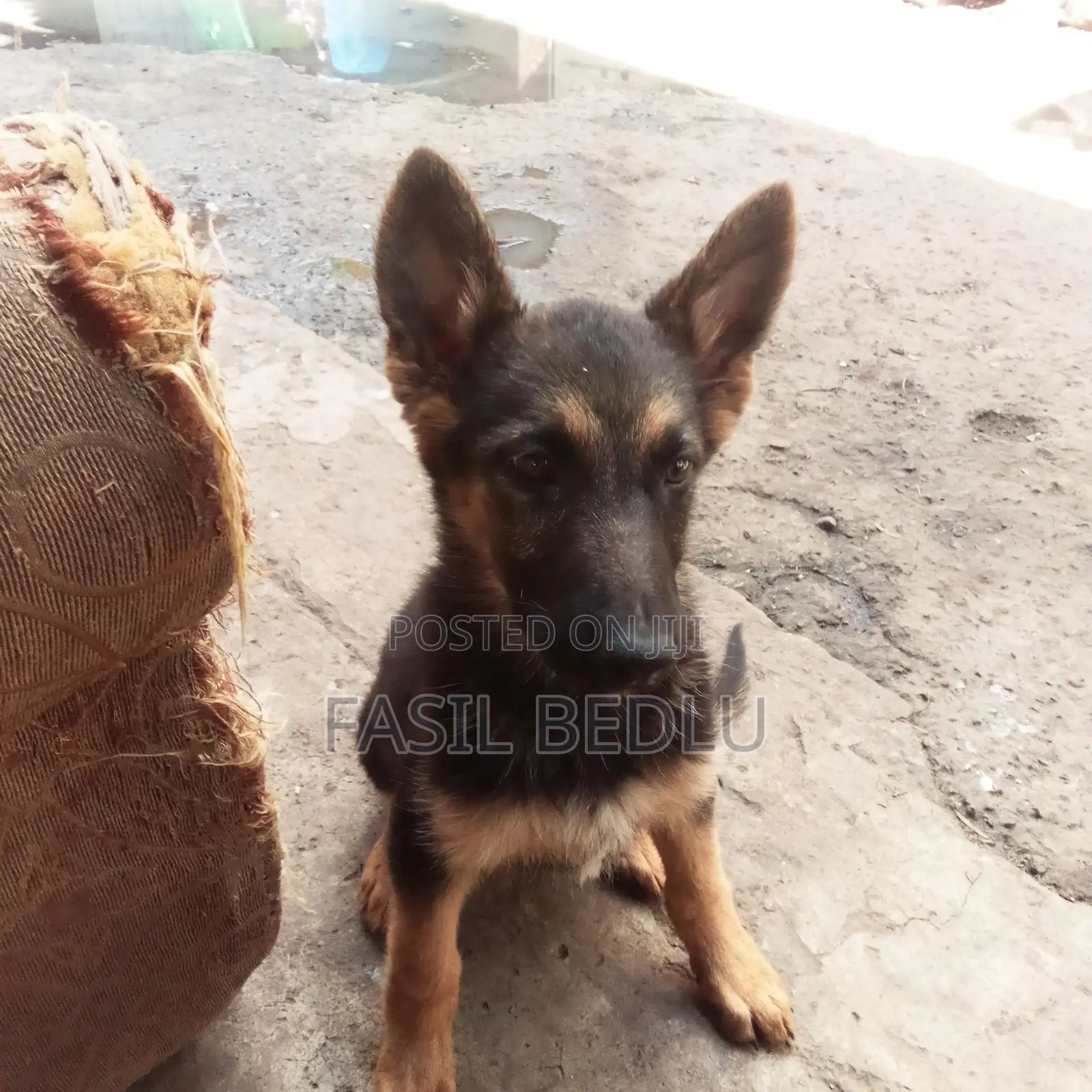 1-3 months Female Purebred German Shepherd
