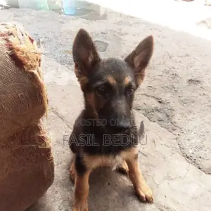 1-3 months Female Purebred German Shepherd