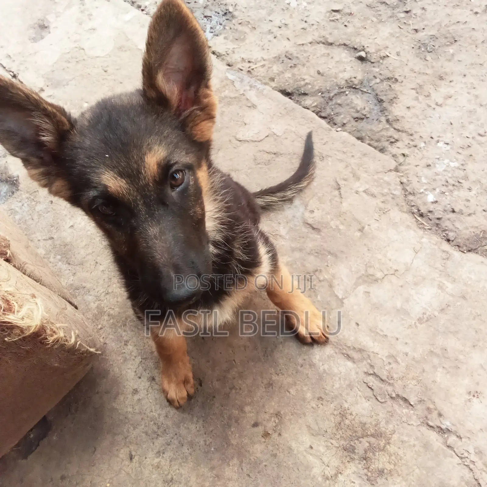 1-3 months Female Purebred German Shepherd
