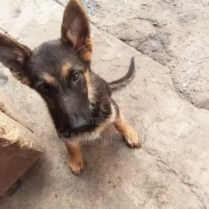 1-3 months Female Purebred German Shepherd
