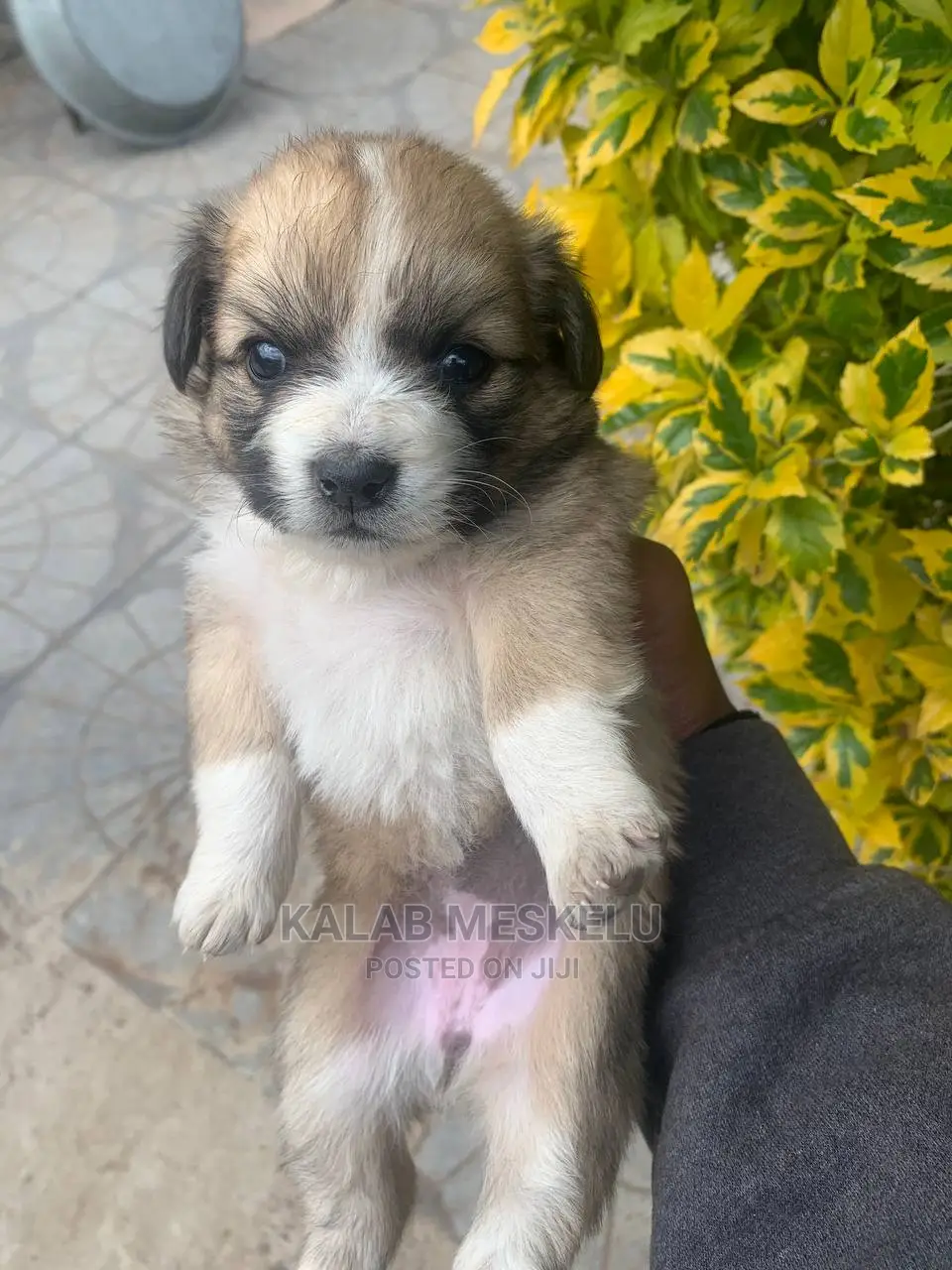 1-3 Months Female Purebred Dog