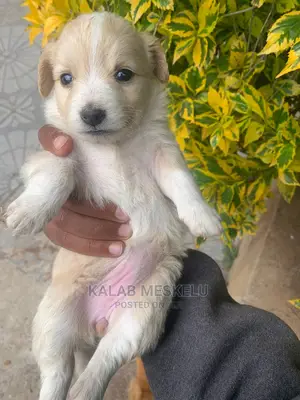 1-3 Months Female Purebred Dog