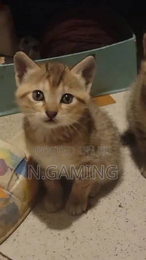 1-3 months Female Mixed Breed Abyssinian