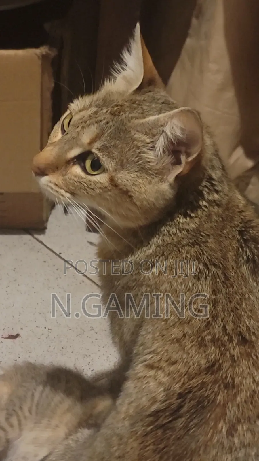 1-3 months Female Mixed Breed Abyssinian