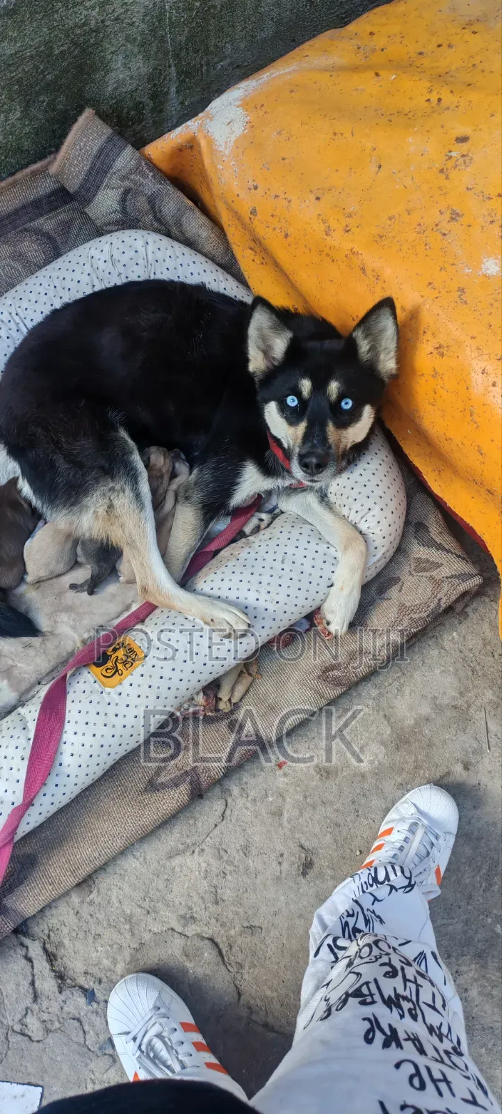 0-1 month Male Mixed Breed Siberian Husky