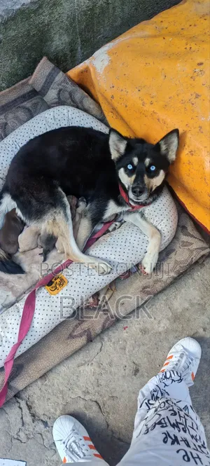 0-1 month Male Mixed Breed Siberian Husky
