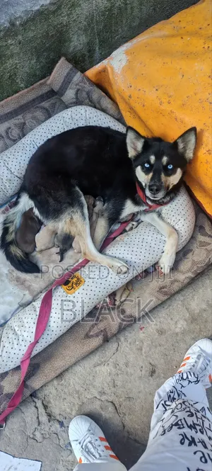 0-1 month Male Mixed Breed Siberian Husky