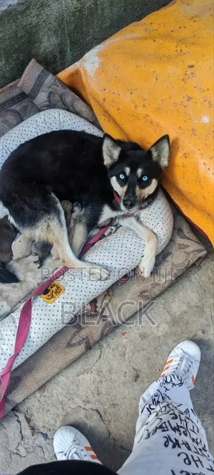 0-1 month Male Mixed Breed Siberian Husky