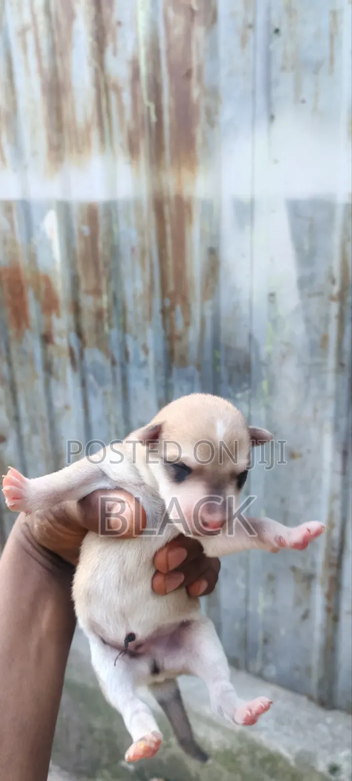 0-1 month Male Mixed Breed Siberian Husky