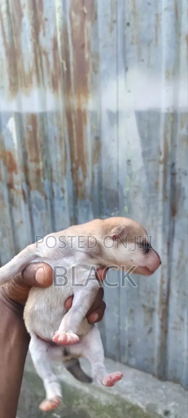 0-1 month Male Mixed Breed Siberian Husky