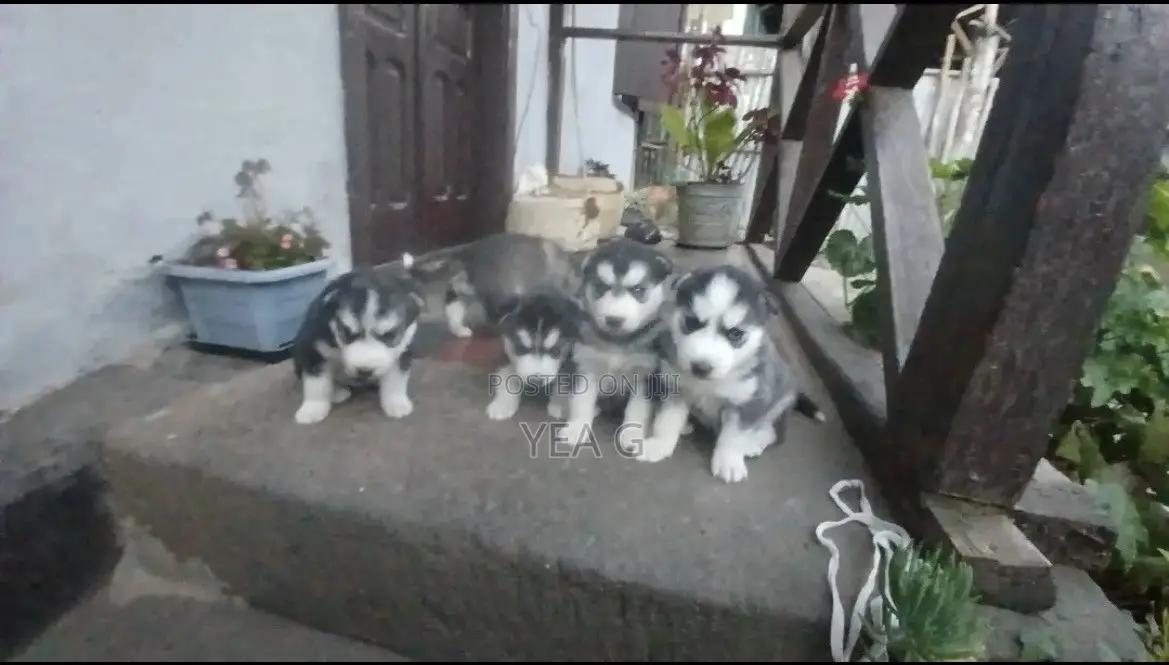 1-3 months Male Purebred Siberian Husky