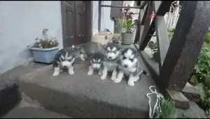 1-3 months Male Purebred Siberian Husky