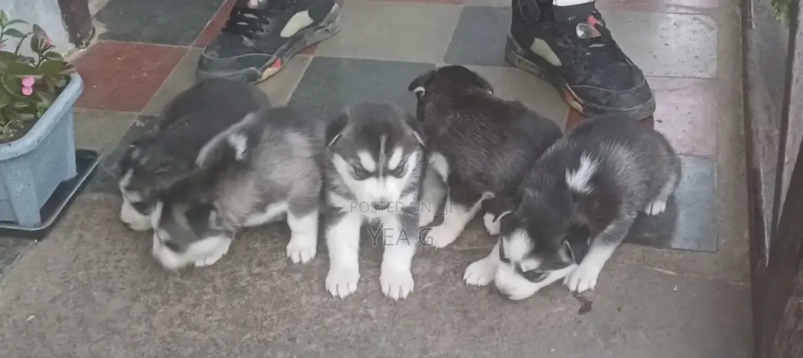 1-3 months Male Purebred Siberian Husky