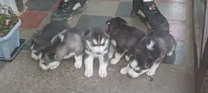 1-3 months Male Purebred Siberian Husky