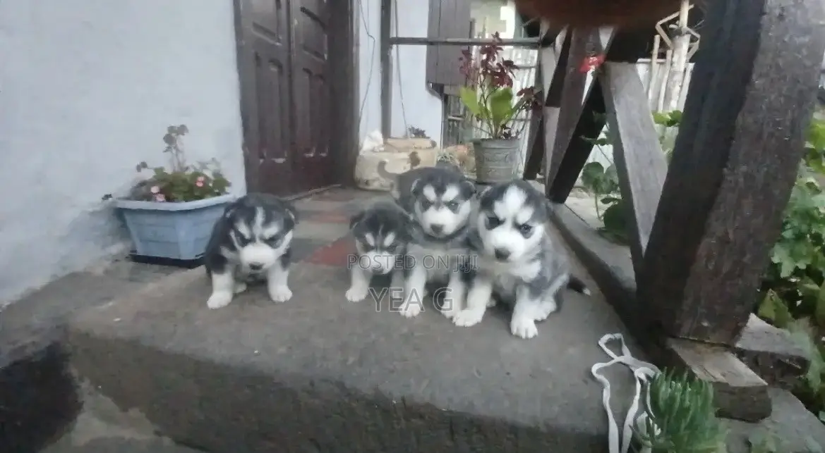 1-3 months Male Purebred Siberian Husky