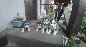 1-3 months Male Purebred Siberian Husky