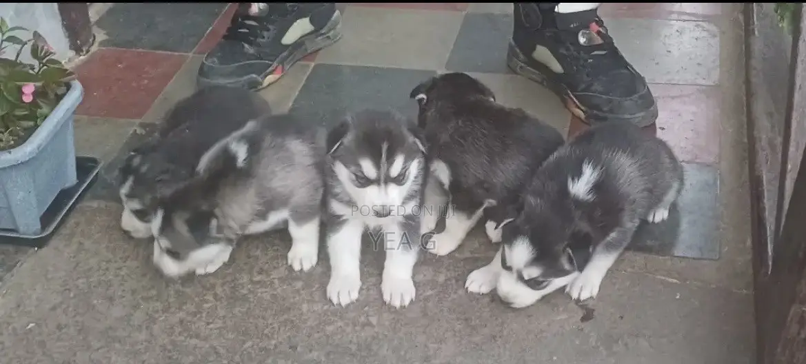 1-3 months Male Purebred Siberian Husky