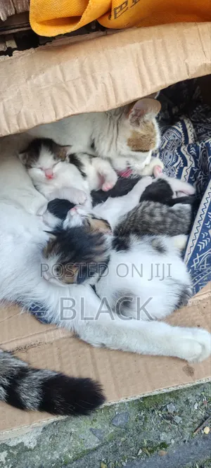 0-1 month Male Purebred Abyssinian