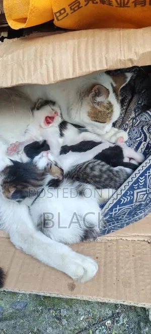 0-1 month Male Purebred Abyssinian