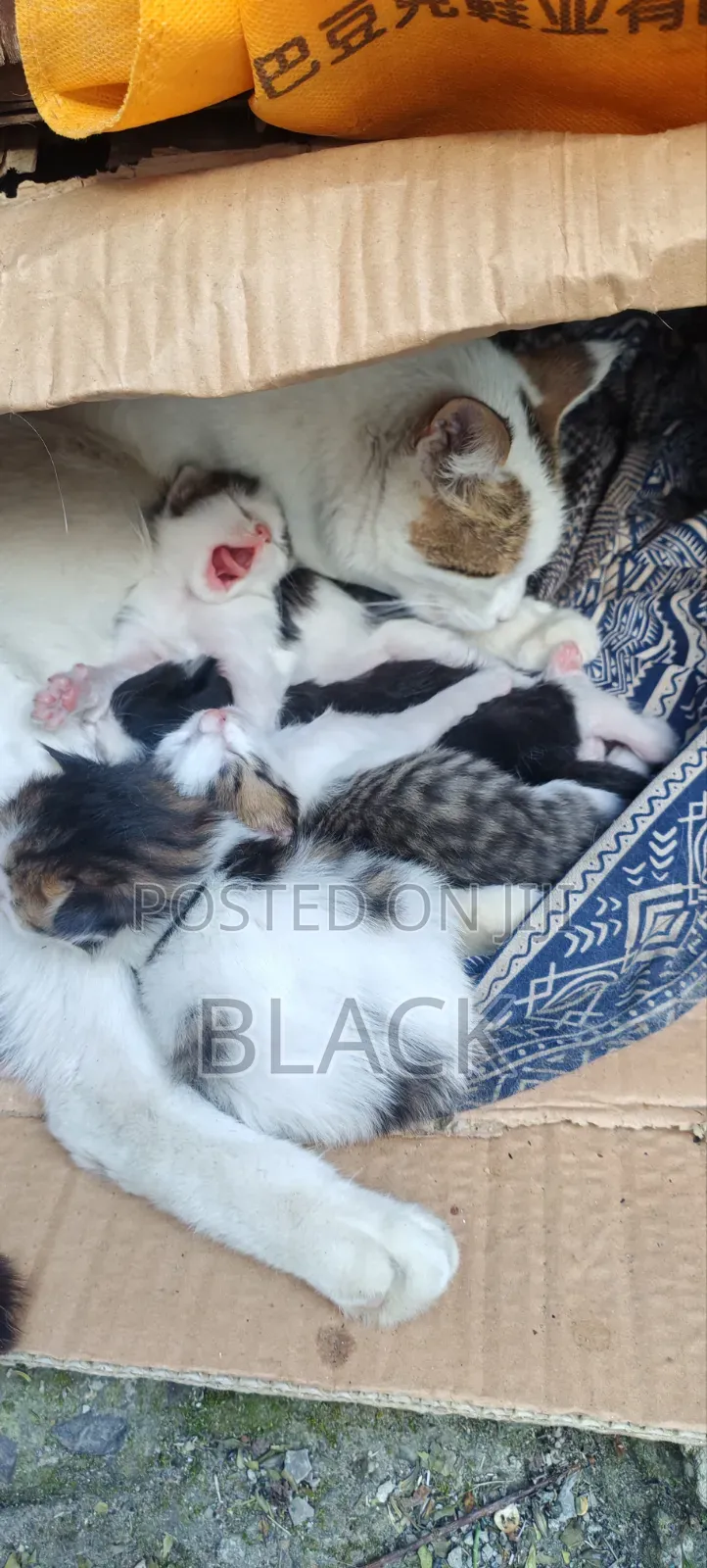 0-1 month Male Purebred Abyssinian