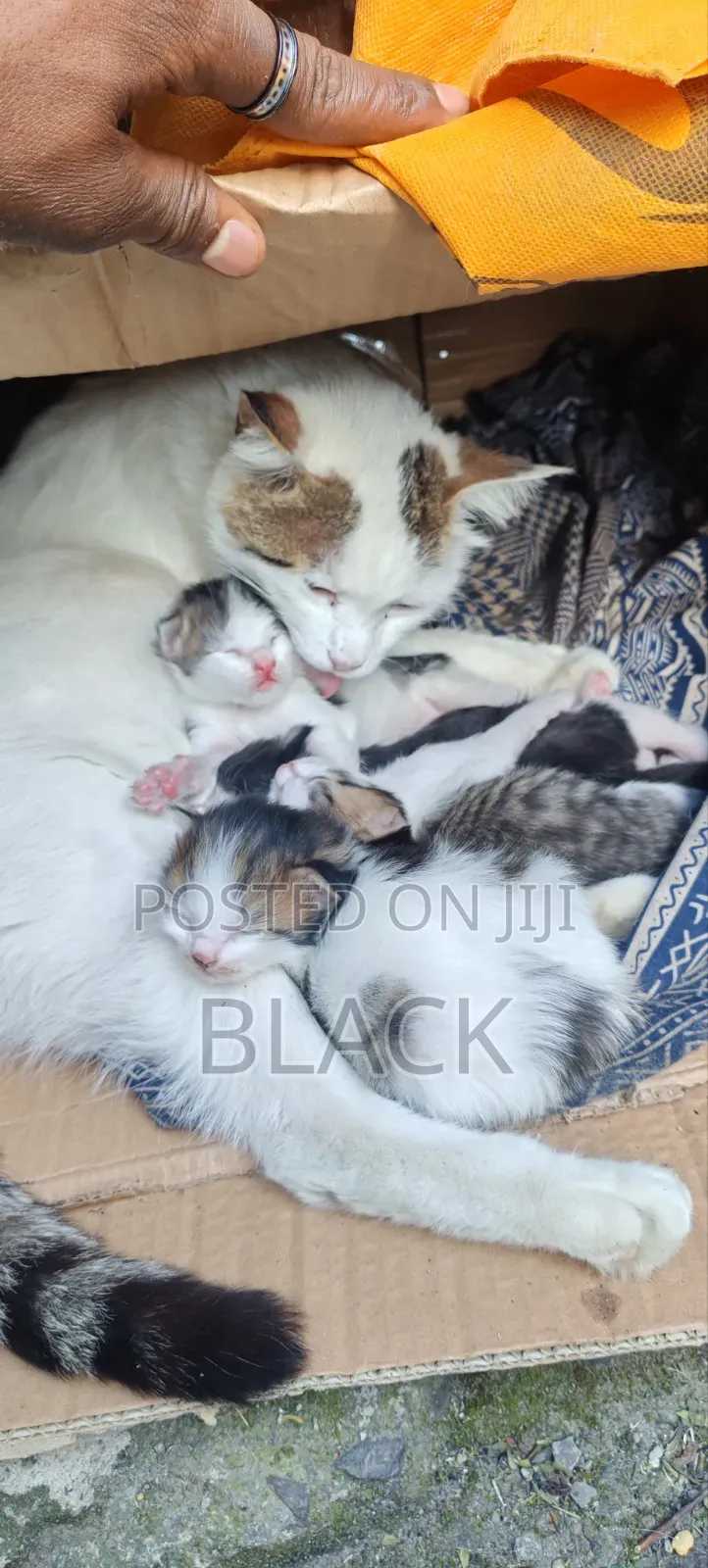0-1 month Male Purebred Abyssinian